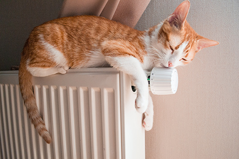 Image of a cat resting on a chair in a home setting, symbolising comfort and warmth.