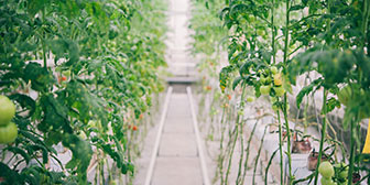Greenhouse with rows of plants growing under controlled conditions.